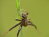 Xysticus sp.